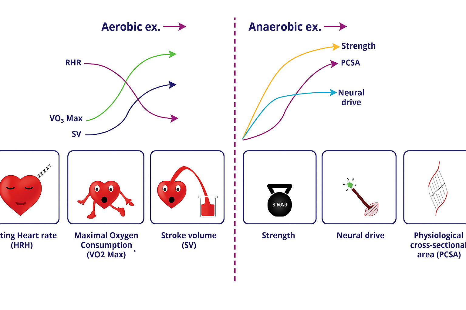Muscular Endurance Exercises: Benefits